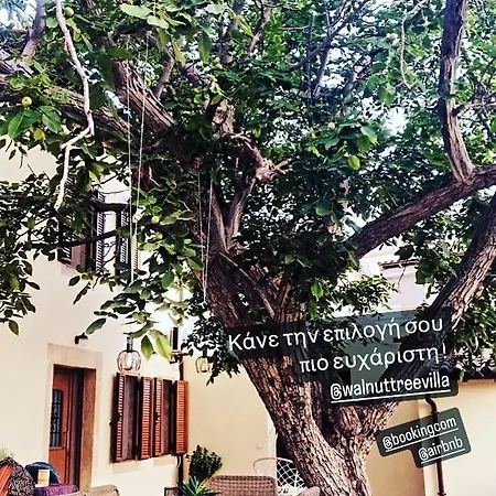Walnut Tree